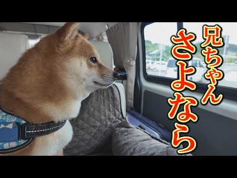 【感動】帰省中の息子と疎遠だった柴犬が、息子との別れで泣き出してしまいました。