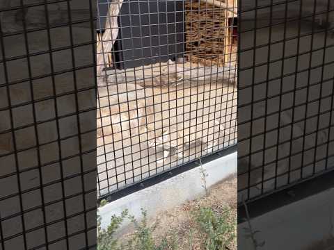 shorts ジウちゃん　起きた❣️ スナネコ　ごかつら池どうぶつパーク　2026年1月24日 サムネイル