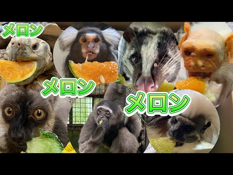 連日のメロンづくし！！沢山のメロンのプレゼントに大喜びな動物達の様子を撮りました♪ サムネイル