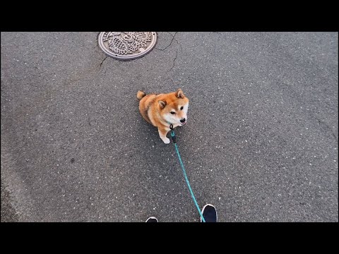 ノーヒント拒否しばココさん サムネイル