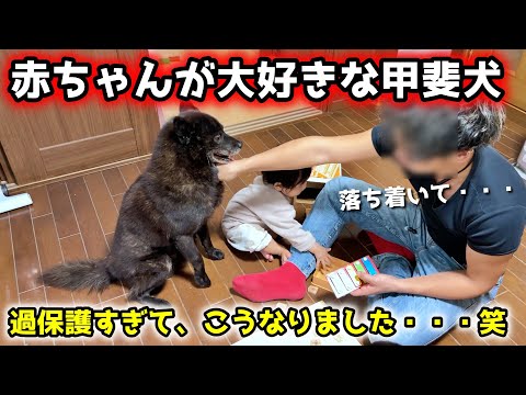 【愛】甲斐犬が赤ちゃんに過保護すぎて、こうなりました サムネイル