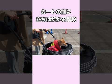 カートの前に 立ちはだかる階段 岡山 柴犬 shiba shibainu 癒し サムネイル