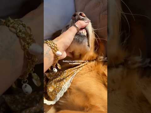 coming home to my golden retriever🥵goldenretreivers dog pup… サムネイル
