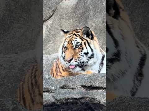 shorts サーシャの日　5歳の誕生日イベント　アムールトラ🐯　浜松市動物園　2026年2月14日　IMG 8528 サムネイル