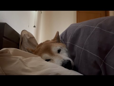 柴犬福 父のベッドを自分のベッドと思ってそうな柴犬🤣Shiba-Sleep🤣 サムネイル