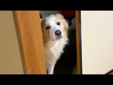 【悲報】新居に現れた“天敵”に絶望して、泣きつく愛犬不憫すぎました…【ボーダーコリー・ゴールデンレトリバー】