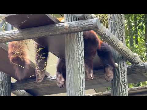 たれメイタちゃん😊　レッサーパンダ　千葉市動物公園にて　2026年4月18日