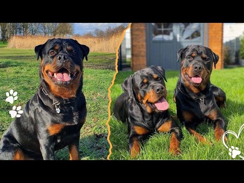 Male vs Female Rottweiler Behavior Differences You Should K… サムネイル