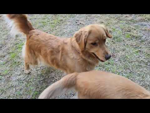 草刈り終わった水ノ上（場所の名前）でゴールデンレトリバー親子とゆっくりとした時間。 サムネイル