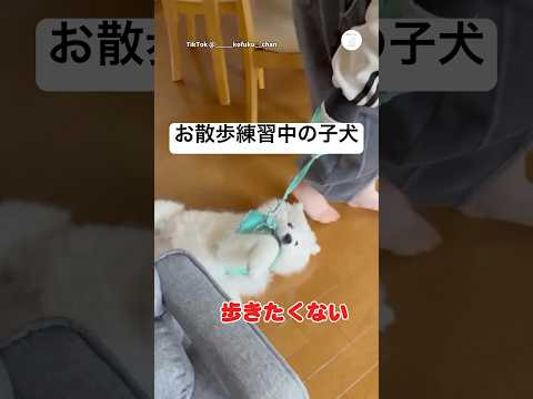 お散歩練習、歩く気ゼロの子犬😂　　　　　　　サモエド　子犬　かわいい犬 かわいい 犬のいる暮らし サムネイル