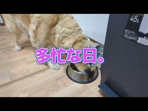 多忙な日。ゴールデンレトリバーティト