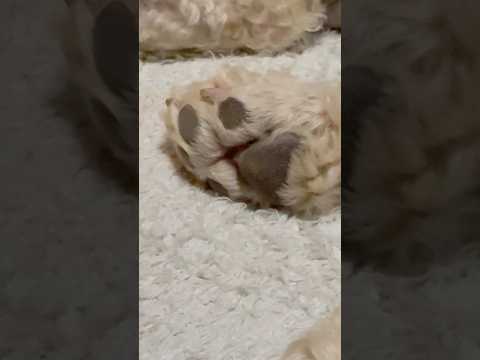 shorts 肉球　タローちゃんの　トイプードル2026年2月3日 サムネイル