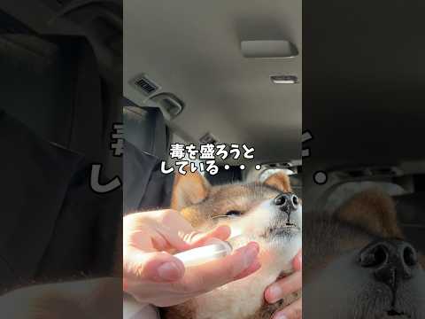 胡麻柴🐕が抱えた大いなる疑念・・・ サムネイル