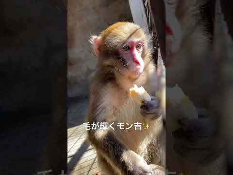 日に当たると毛が輝くモン吉くん♫猿 動物園 動物