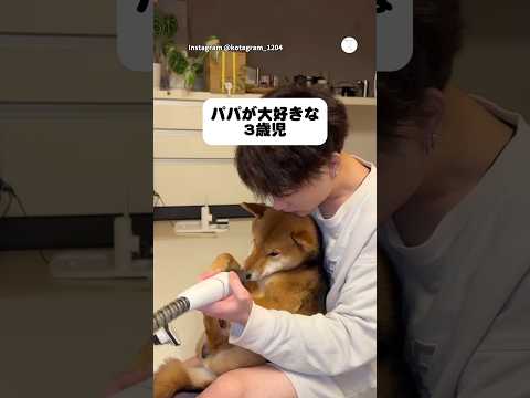 パパが大好きな3歳児の柴犬、安心しきってる　　柴犬　犬　かわいい犬 犬のいる暮らし かわいい サムネイル