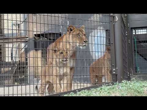 ベガちゃんと☺️ ライオン　のんほいパークにて　2026年1月23日 サムネイル