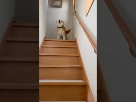 柴犬福 2025年姉と福の感動の再会納め🤣Sister and Shiba🤣姉と柴 shorts funny funn… サムネイル