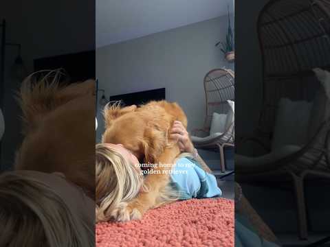 coming home to my golden retriever🥵goldenretreivers dog pup… サムネイル