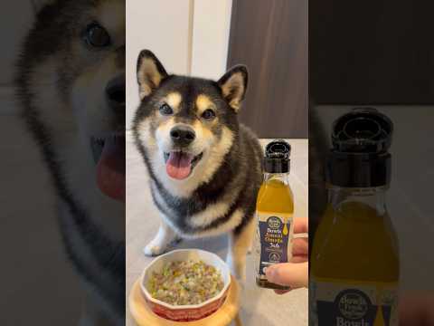 ソワソワ・・・ 柴犬 shibainu サムネイル