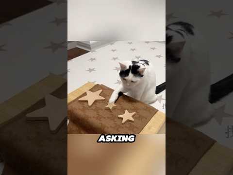 Is this the smartest cat on earth 😳 サムネイル