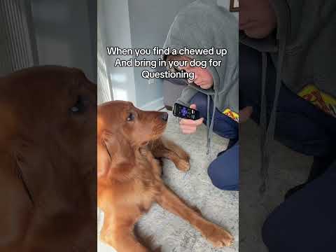 What’s the verdict? サムネイル