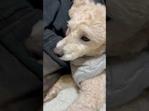 shorts 眠くなった❣️タローちゃん　トイプードル　2026年2月2日 サムネイル
