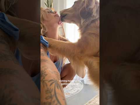 coming home to my golden retriever🥵goldenretreivers dog pup… サムネイル