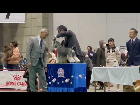 ハンドリング競技会 C組 ゴールデンレトリバーのビスと参加 JKC特別本部展会場 2025/12/21 ハンドリングコ… サムネイル