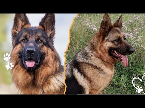 Why the German Shepherd Was Invented and Its Purpose サムネイル