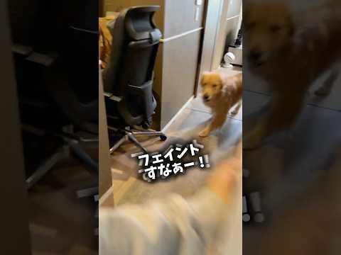 唐突にはじまる遊び 大型犬 ゴールデンレトリバー サムネイル