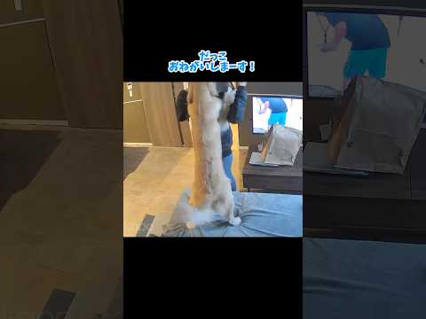 いつもより多めに回っております 大型犬 ゴールデンレトリバー サムネイル