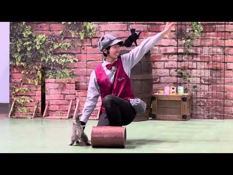 ラパちゃん♪ なかなか見れない猫によるショー ザ・キャッツ　那須どうぶつ王国にて　2026年2月1日 サムネイル