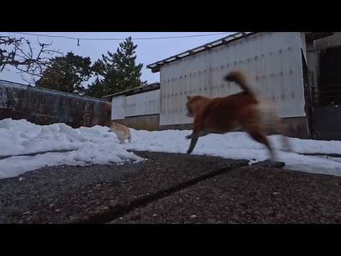 2026年2月23日(月)(祝)天皇誕生日 固く残った雪でも楽しく遊ぶ面々 サムネイル