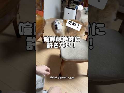 喧嘩は絶対に許さない保護犬　保護犬　犬　犬のいる暮らし かわいい犬 家族 サムネイル