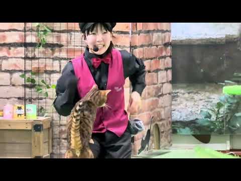 ハンターウーロン！なかなか見れない猫によるショー ザ・キャッツ　那須どうぶつ王国にて　2026年3月1日 サムネイル