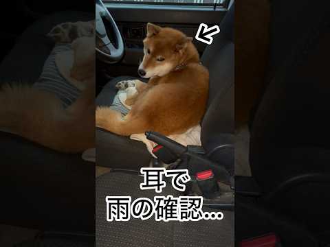 ’25.12.21 力丸の天敵…雨… #柴犬 #shibainu #柴犬のいる暮らし #柴犬の日常 #車中泊犬 #見守… サムネイル