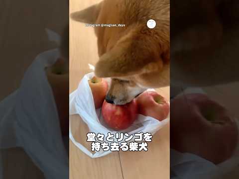 堂々すぎる。リンゴの次はスリッパをくわえる柴犬　　柴犬　犬　面白い　犬のいる暮らし かわいい犬 サムネイル