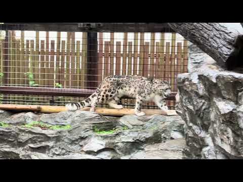 ユキヒョウのリヒトくん　大森山動物園　2025年5月17日  IMG 8921 サムネイル