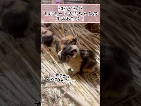 モルモットの赤ちゃんが産まれたよ！ #東武動物公園 #癒し #赤ちゃん #動物 #かわいい #動物園 #zoo #an… サムネイル