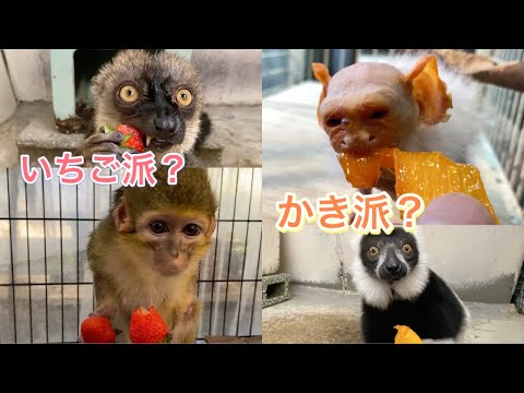 沢山のいちごと柿のプレゼントが届きました♪動物園の動物達に思う存分食べてもらいました♫ サムネイル