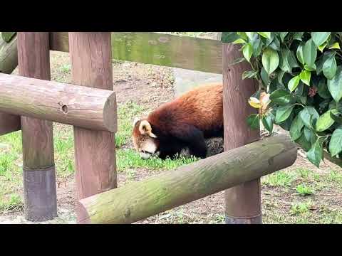探索中〜　レッサーパンダの円実ちゃん　大森山動物園　IMG 8883 サムネイル