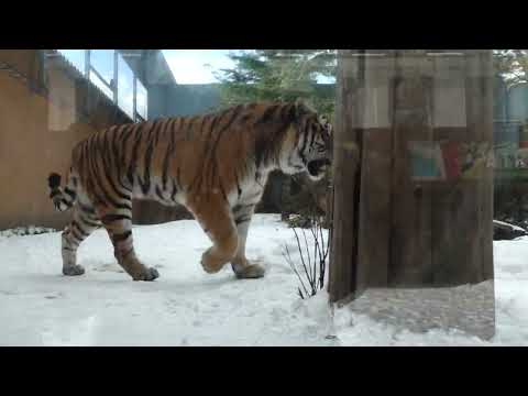 雪の令くん　アムールトラ🐯　那須どうぶつ王国　C0007 サムネイル