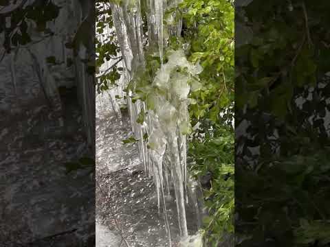 shorts 氷瀑の様に😲⁈  那須どうぶつ王国にて　2026年1月11日 サムネイル