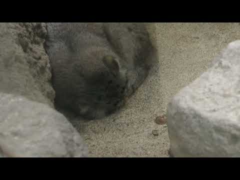 寝ているナルくん　マヌルネコ　神戸どうぶつ王国　2025年12月28日　00056 サムネイル