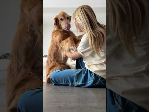 coming home to my golden retriever🥵goldenretreivers dog pup… サムネイル