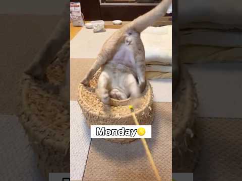 ツボに魅了されてしまった男の日常がこちら 茶トラ 猫 shorts サムネイル