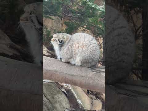 shorts ナゴムくん 表に出て来てくれました♪ マヌルネコ　那須どうぶつ王国にて　2026年1月2日 サムネイル