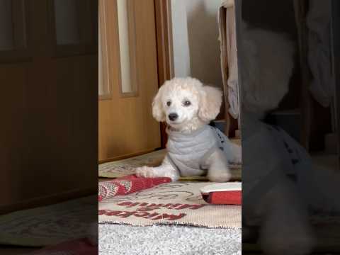 shorts タロー　ただいま〜　トイプードル　2025年12月23日 サムネイル