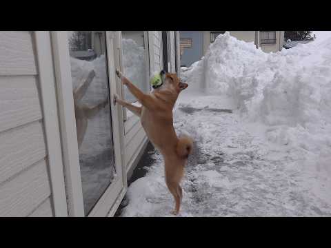 柴犬が何度も即帰宅してしまうレベル‥強烈な寒波が、これ。 サムネイル