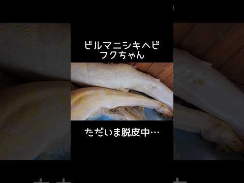 ビルマニシキヘビ・フクちゃん、脱皮中…　東武動物公園 癒し 動物 動物園 zoo animals ビルマニシキヘビ フ…